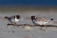 Kulik cernohlavy - Thinornis cucullatus - Hooded Plover o4968